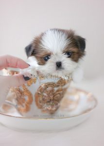 Teacup Shih Tzu Puppies For Sale