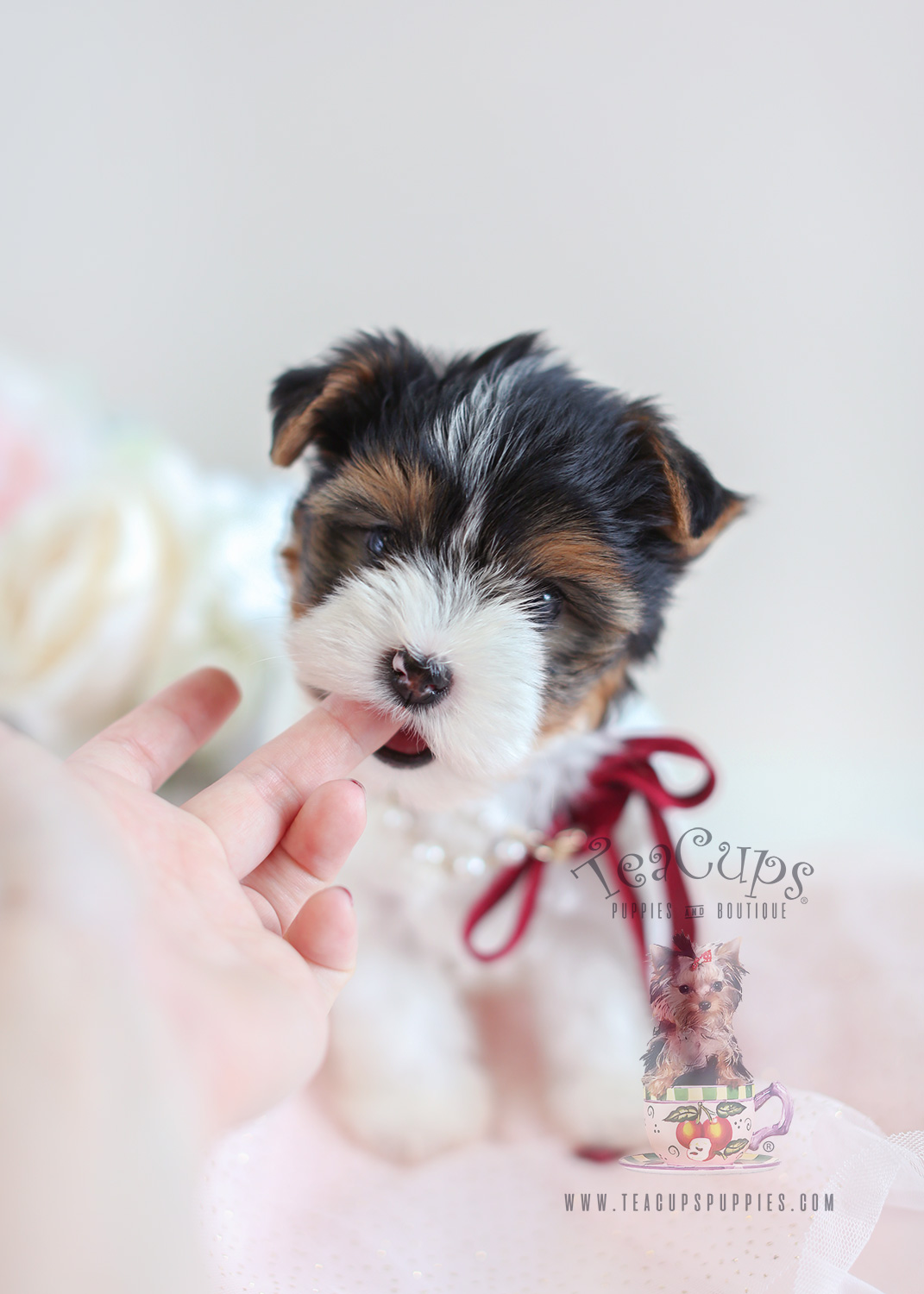 Biewer yorkie sale teacup