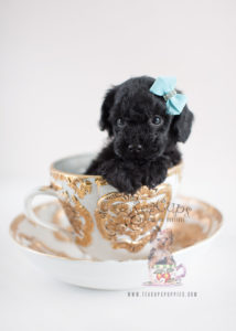 Black Toy Poodle Puppy For Sale Teacup Puppies #035