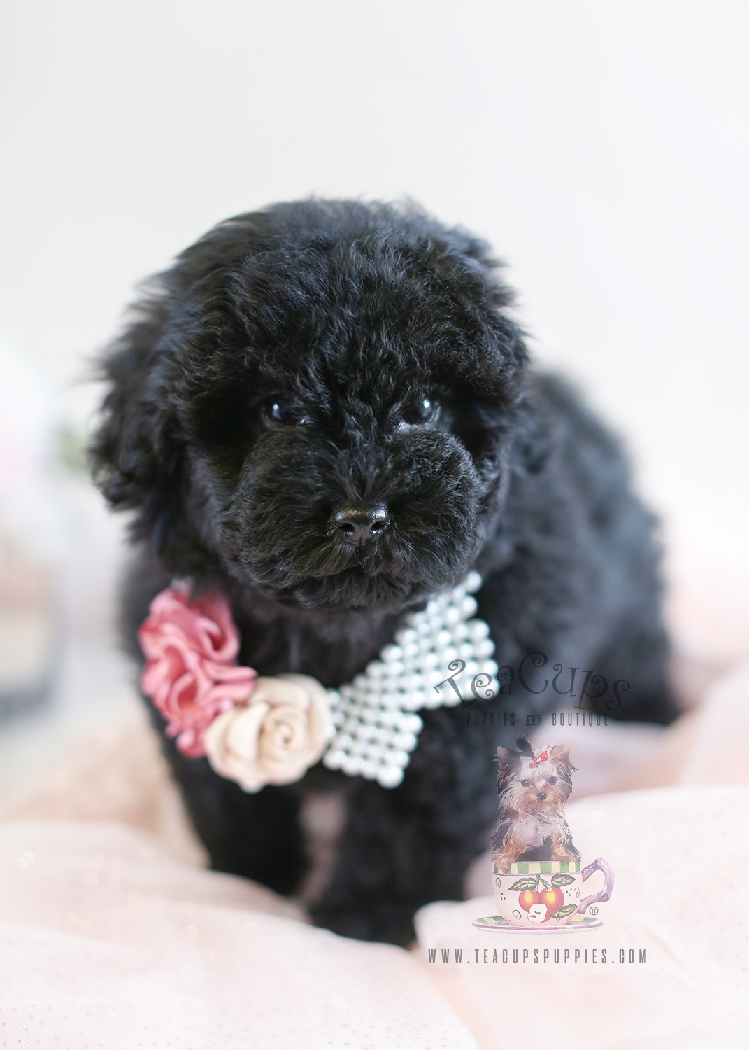 Black Toy Poodle Puppy For Sale #048 | Teacup Puppies & Boutique