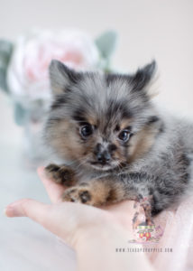 Blue Merle Pomeranian Puppy