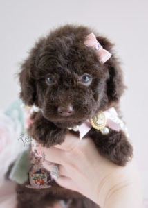 Puppy For Sale #062 Teacup Puppies Chocolate Poodle