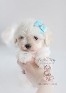 Maltipoo Puppies South Florida