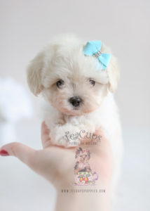 Maltipoo Puppies by Teacup Puppies