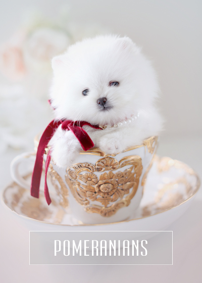 teacup pomeranian stuffed animal