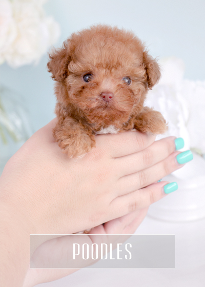rolly teacup puppies price