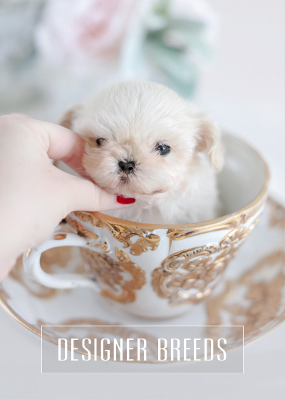 Crystal Dog Bowl - TeaCups Puppies & Boutique – TeaCups, Puppies