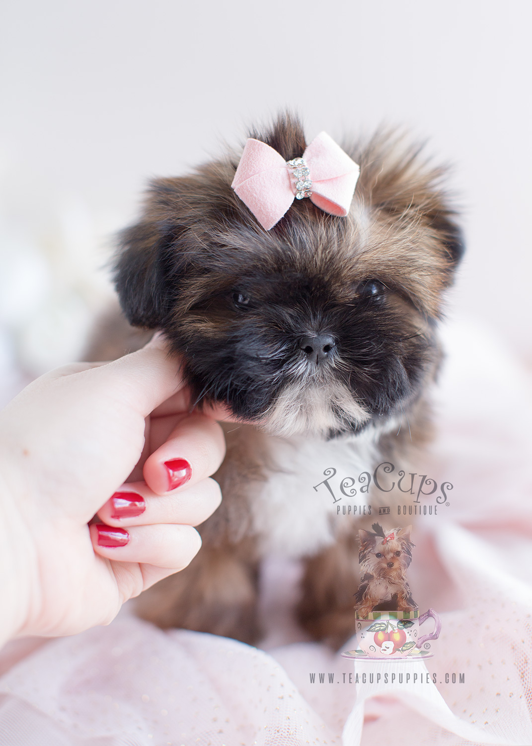 Shih Tzu Puppy For Sale at TeaCups Puppies South Florida ...