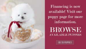 Teacup Puppy Financing