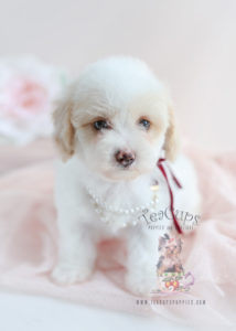 Toy Poodle Puppies For Sale