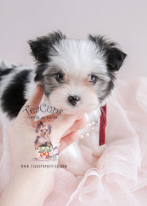 Biewer Yorkie Puppy For Sale #079 Teacup Puppies