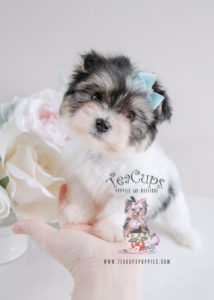 Puppy For Sale #080 Teacup Puppies Biewer Yorkie