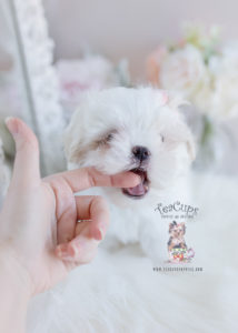 Puppy For Sale #100 TeaCups Puppies Mal-Shi