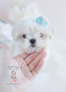 Maltese Puppy