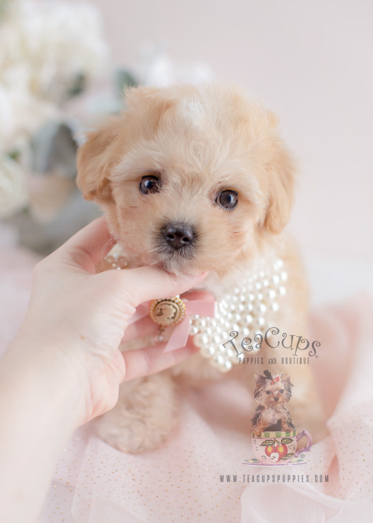 Maltipoo Puppy For Sale 058 Teacup Puppies Teacup Puppies & Boutique