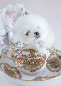 Pomeranian Puppy For Sale #092 Teacup