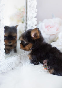 Teacup Yorkie Puppy For Sale #104 TeaCups Puppies