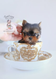 Puppy For Sale #104 TeaCups Puppies Teacup Yorkie