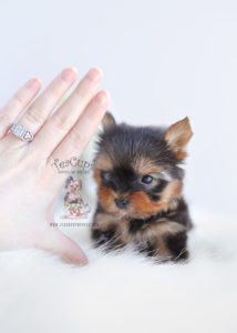 For Sale #104 TeaCups Puppies Teacup Yorkie Puppy