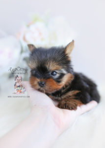 Teacup Yorkie Puppy For Sale #104 TeaCups Puppies