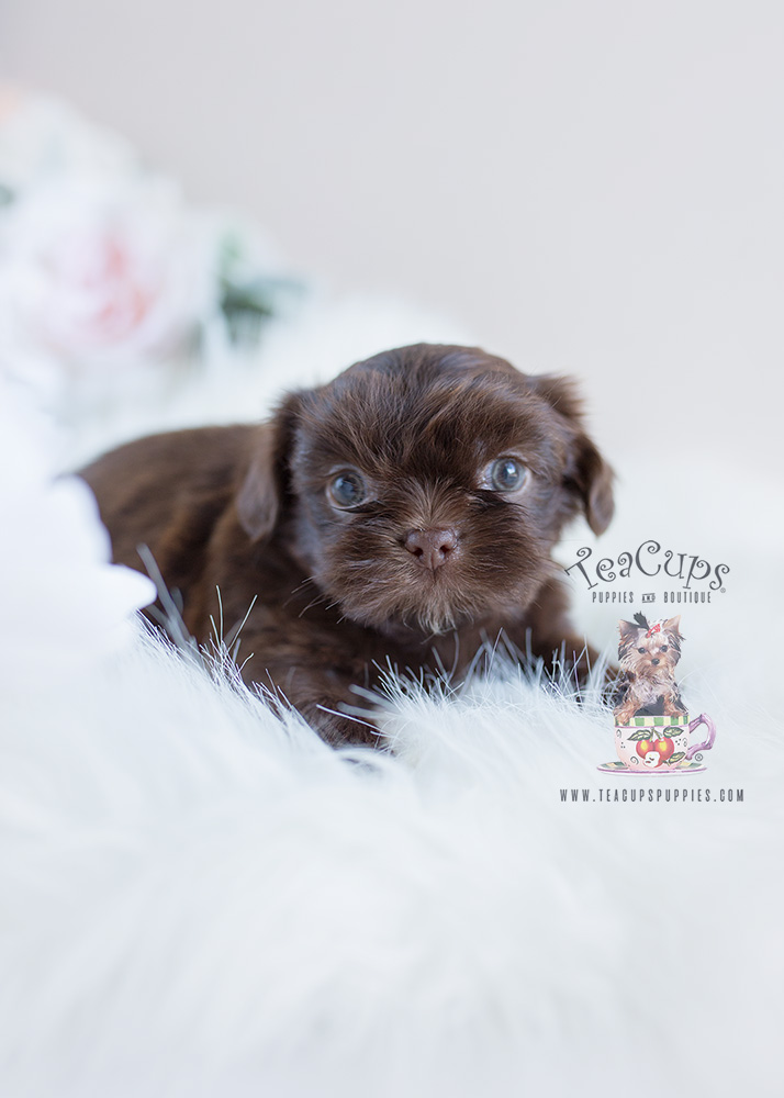 Shih Tzu Puppies Teacups, Puppies & Boutique