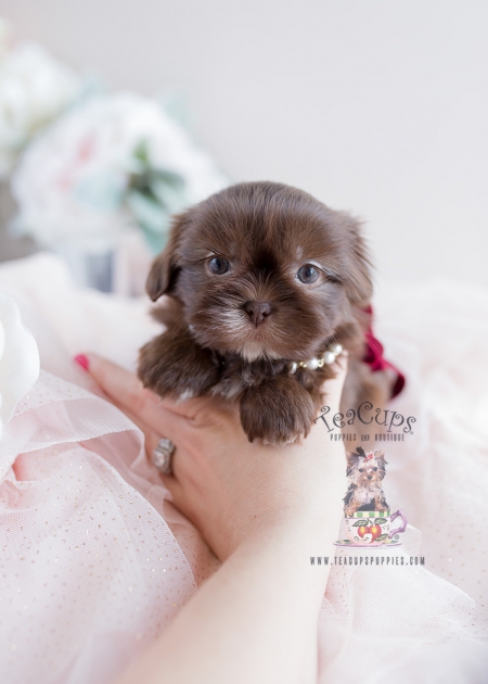 Puppy For Sale Teacup Puppies #110 Chocolate Shih Tzu | Teacup Puppies