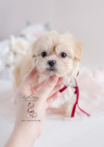 Maltipoo Designer Breed Puppy