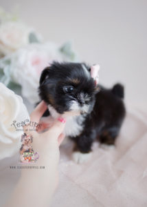 shih-tzu-puppy-for-sale-116-teacup-puppies-f | Teacup Puppies & Boutique