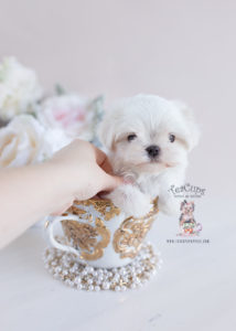 Teacup Maltese and Puppies For Sale