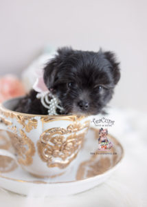 black-maltipoo-puppy-for-sale-teacup-puppies-149-d | Teacup Puppies ...