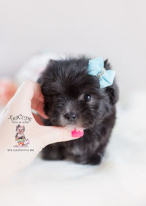 Puppy For Sale #151 Teacup Puppies Maltipoo