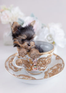 Micro Teacup Yorkie Puppy