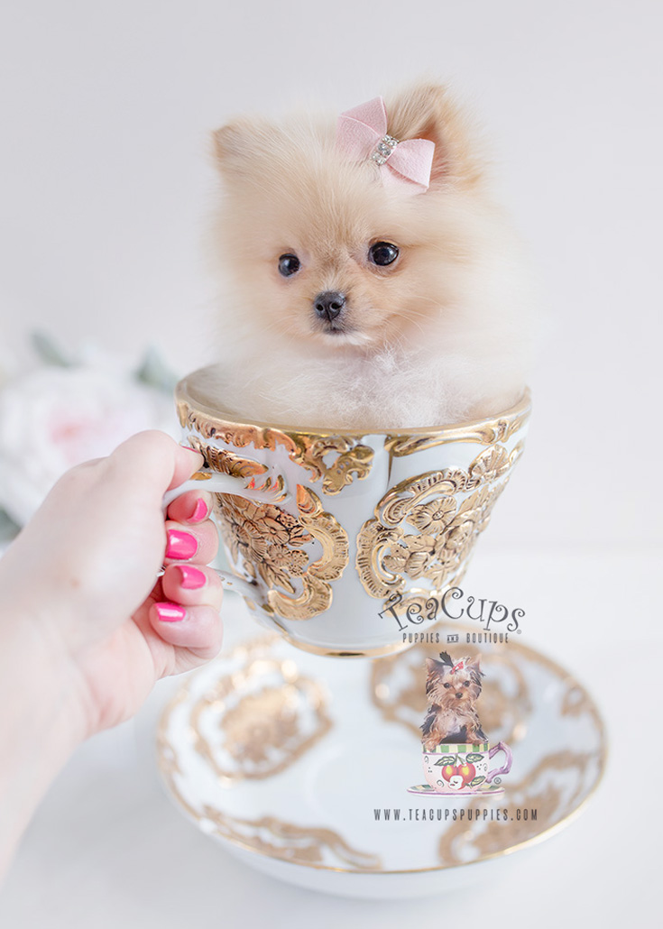 cup dog price