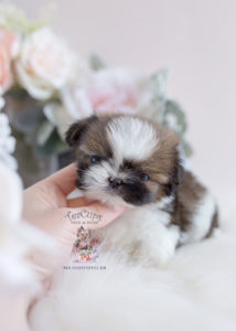 Tiny Teacup and Imperial Shih Tzu Puppies For Sale