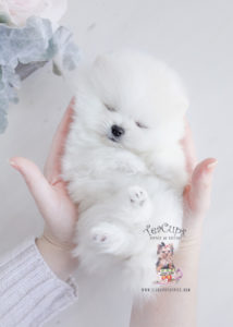 Teacup Pomeranian Puppies For Sale