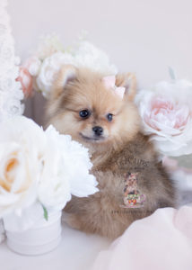 Teacup Pomeranian Puppies For Sale