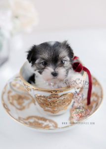 Biewer Yorkie Puppies For Sale