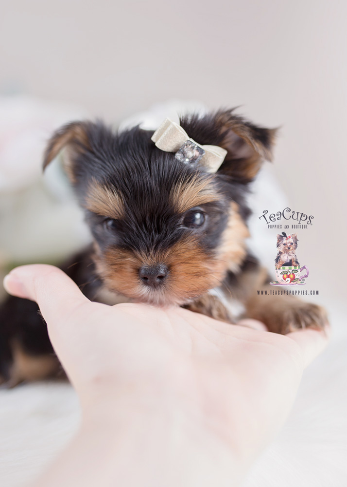 Yorkie-puppy-for-sale-teacup-puppies-168-b | Teacup Puppies & Boutique