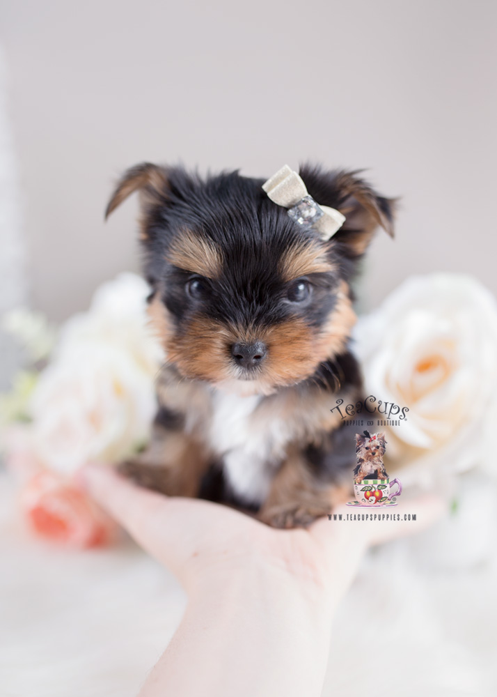 Yorkie Puppy For Sale Teacup Puppies #168 | Teacup Puppies & Boutique