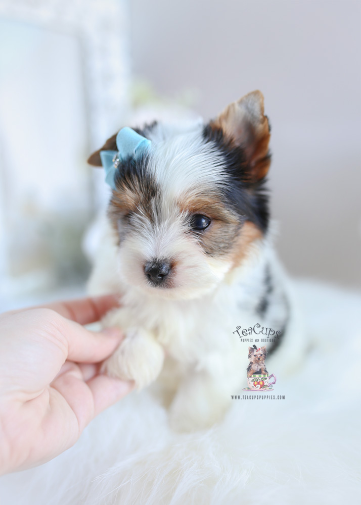 Biewer-yorkie-puppy-for-sale-205-b | Teacup Puppies & Boutique