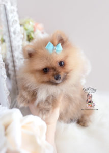 Pomeranian Puppy for sale Teacup Puppies #186 Orange Sable