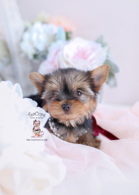 For Sale #172 Teacup Puppies Yorkie Puppy | Teacup Puppies & Boutique