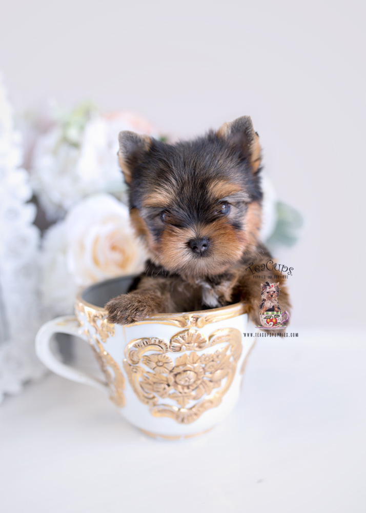 Puppies #198 Yorkie Puppy for sale Teacup