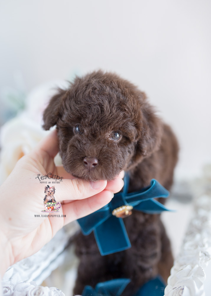 chocolate teacup poodle