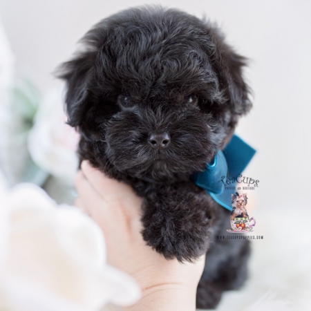 Maltipoo Puppies South Florida 