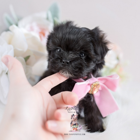 Maltipoo Puppies South Florida | Teacup Puppies & Boutique