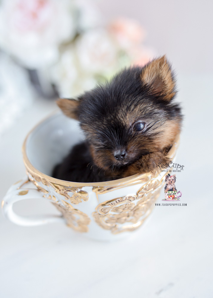 micro teacup puppies for sale near me