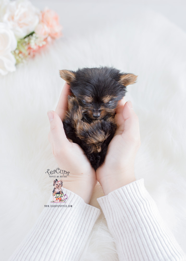 micro yorkie puppies for sale