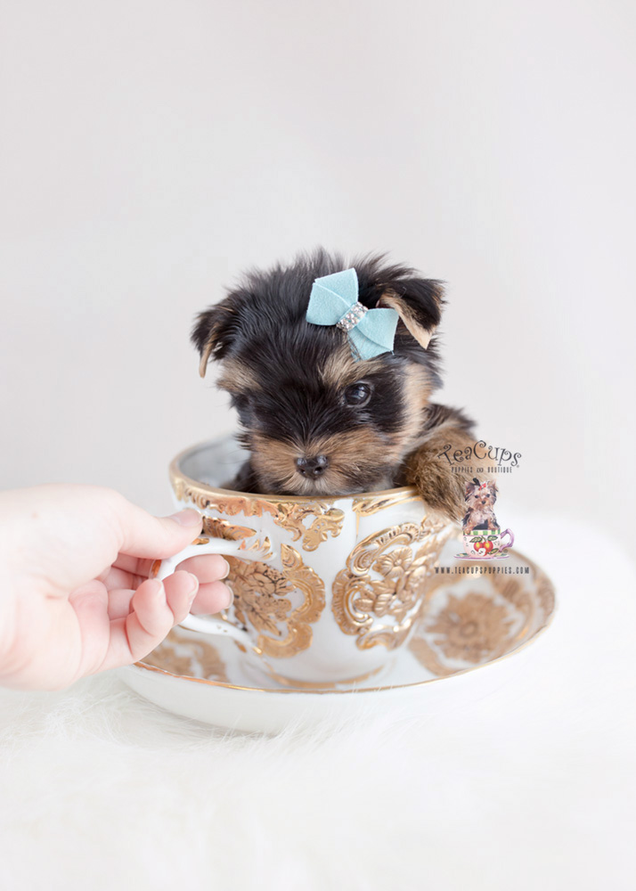 Cute Little Yorkie Puppies South Florida | Teacups, Puppies & Boutique