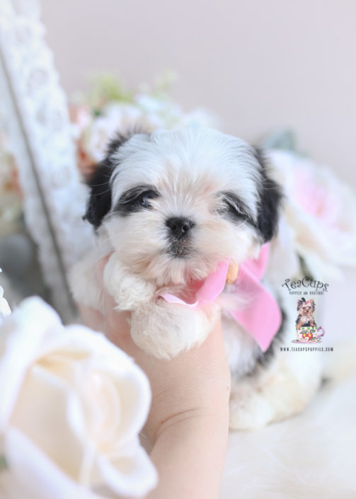 Morkie Puppies and Designer Breed Puppies For Sale by ...